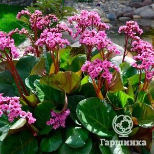 

Бадан Пурпуреа