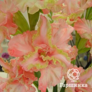 

Гладиолус Два в одном