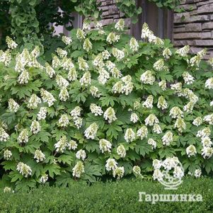 Гортензия Сноу Квин дуболистная