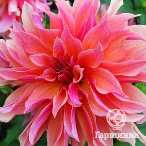 

Георгина Лабиринт (МАКСИ) декоративная