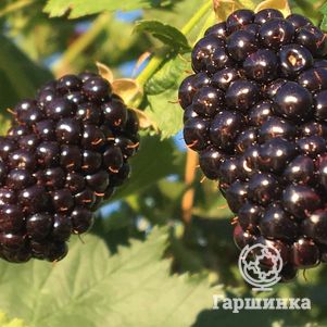 

Ежевика Агавам