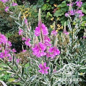 

Физостегия Вариегата виргинская