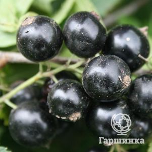 

Смородина Фортуна черная (крупная ягода)