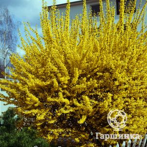 

Форзиция Спектабилис