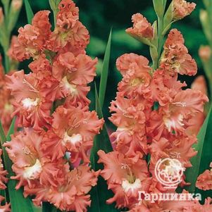 

Гладиолус Фризлд Корал