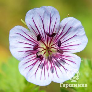 

Герань Валлиха Кристал Лэйк