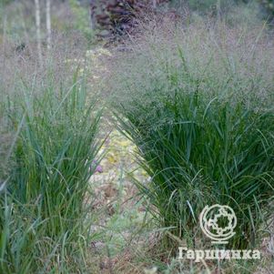 

Просо Прейри Скай прутьевидное