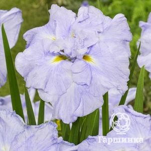 Ирис мечевидный Диннер Плейт Айс Крим