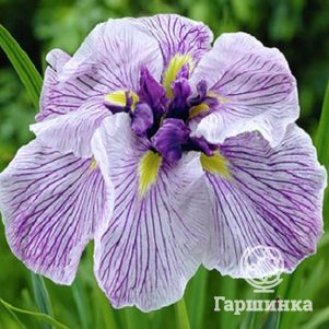 

Ирис мечевидный Грейвудс Катрина