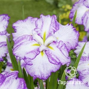 Ирис мечевидный Диннер Плейт Тирамису