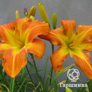 

Лилейник Каррик Уилдон