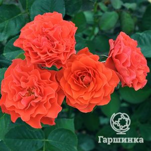 

Роза Леди оф Белград, Фено Гено (лиц)