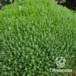 

Тимьян Фредо