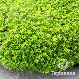 Тимьян Голди лимоннопахнущий