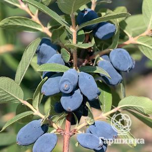 

Жимолость Хани Би камчатская