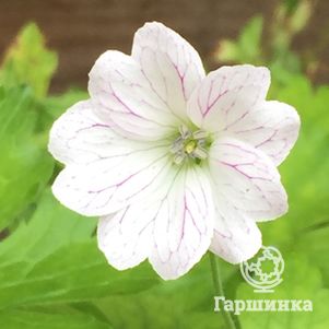 

Герань садовая Тесс