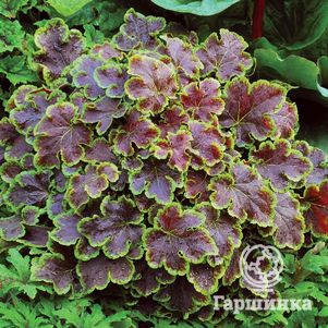 

Гейхерелла Солар Эклипс