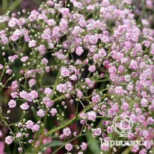 

Гипсофила Фламинго