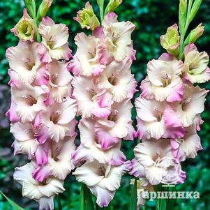 

Гладиолус Тампере крупноцветковый