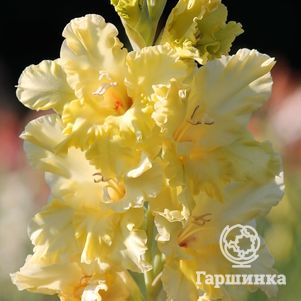 

Гладиолус Золото Скифов