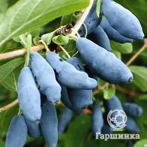 

Жимолость Голубое веретено