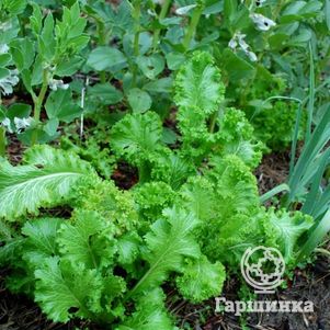 Горчица Бутербродная листовая 1 г Семена Гавриш 36₽