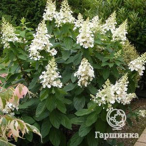 

Гортензия Киушу (Тип шага) метельчатая