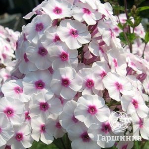 Флокс метельчатый Граф Зиппелин 280₽