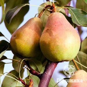 

Груша Феерия