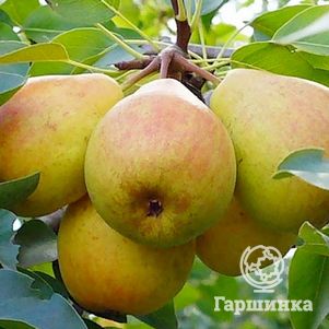 Груша Телена 600₽