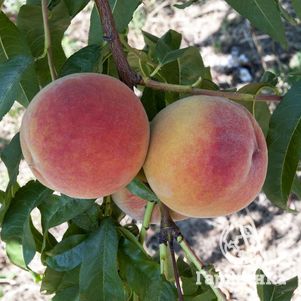 

Персик Ред Хэвен