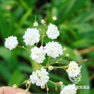 

Гипсофила Бристоль Фейри махровая белая