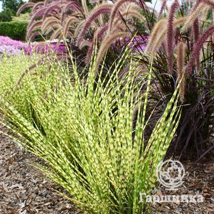 

Мискантус Голд Бар