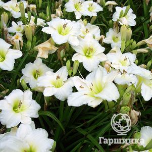 

Лилейник Джентл Шеферд