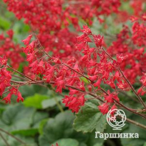 

Гейхера Плю де Фо трясунковидная