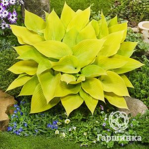 

Хоста Санни Халцион (M)