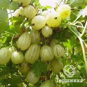 

Крыжовник Инвикта