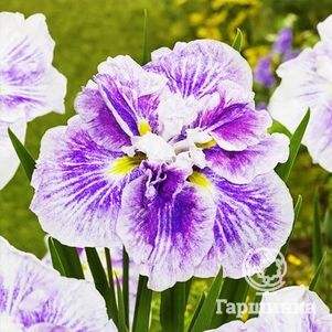 

Ирис мечевидный Диннер Плейт Чизкейк