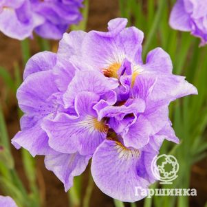 

Ирис сибирский Хэвинг Фан