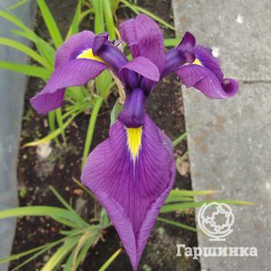 

Ирис версиколор Кермесина