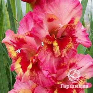 

Гладиолус Карнавал