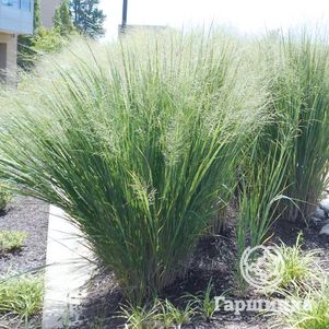 

Просо Хэви Метал прутьевидное