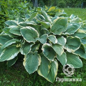 

Хоста Крисмос Три (ML)