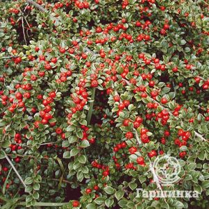 

Кизильник горизонтальный