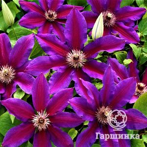 

Клематис Акаиши крупноцветковый (2)