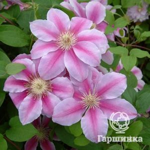 

Клематис Биз Джубили (Пчелиный юбилей) крупноцветковый (2)