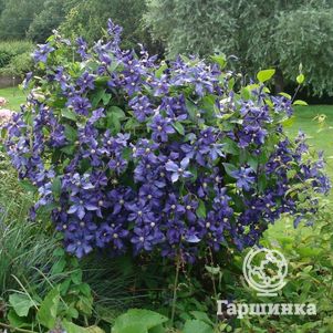 

Клематис Дюрана цельнолистный (3)