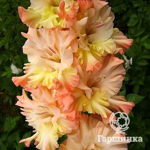 

Гладиолус Великая княгиня Елизавета