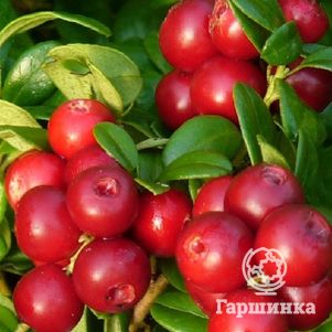 

Брусника Коралл