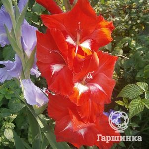 

Гладиолус Красное и белое